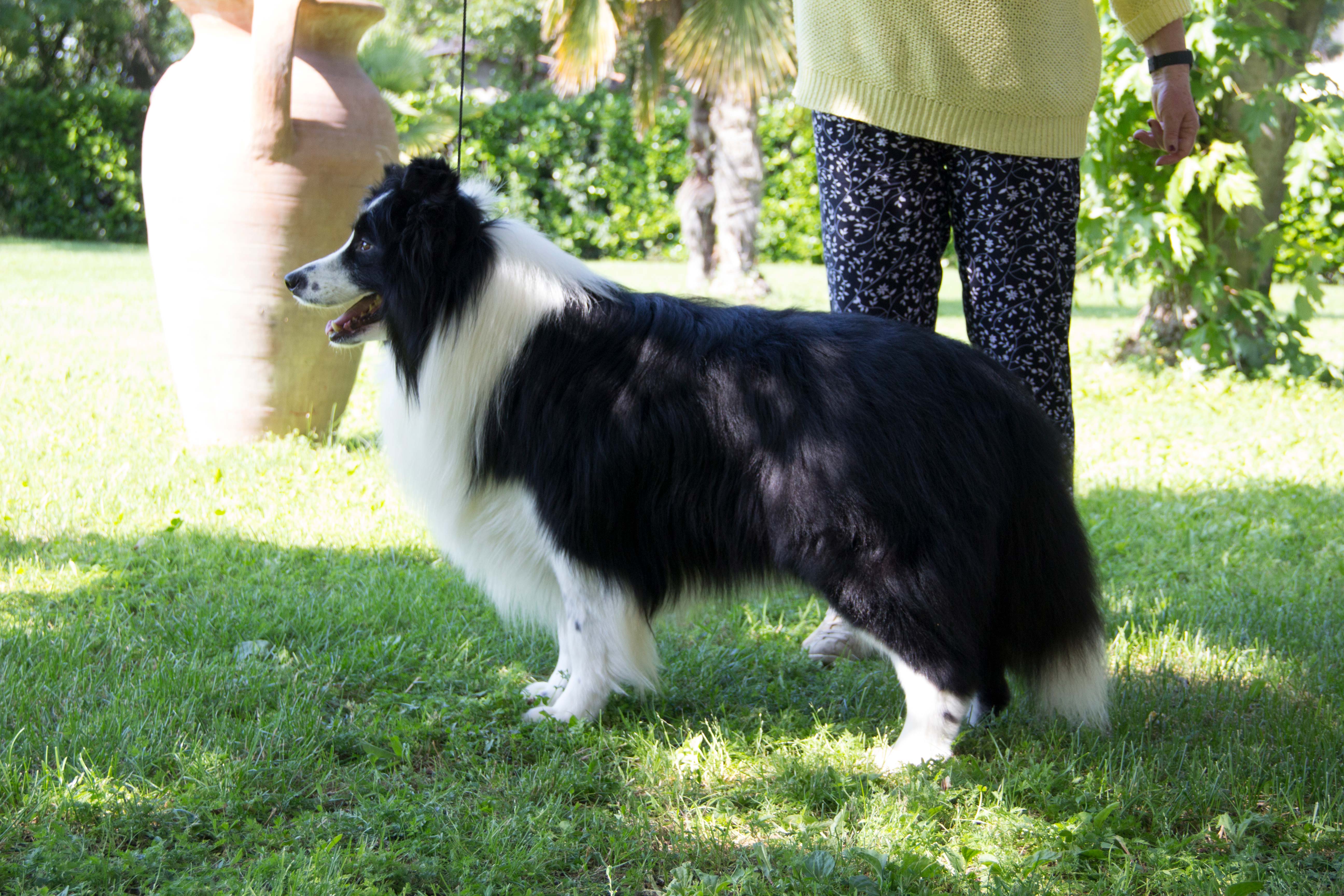 Border Collie Free Style Di Santa Barbara 01