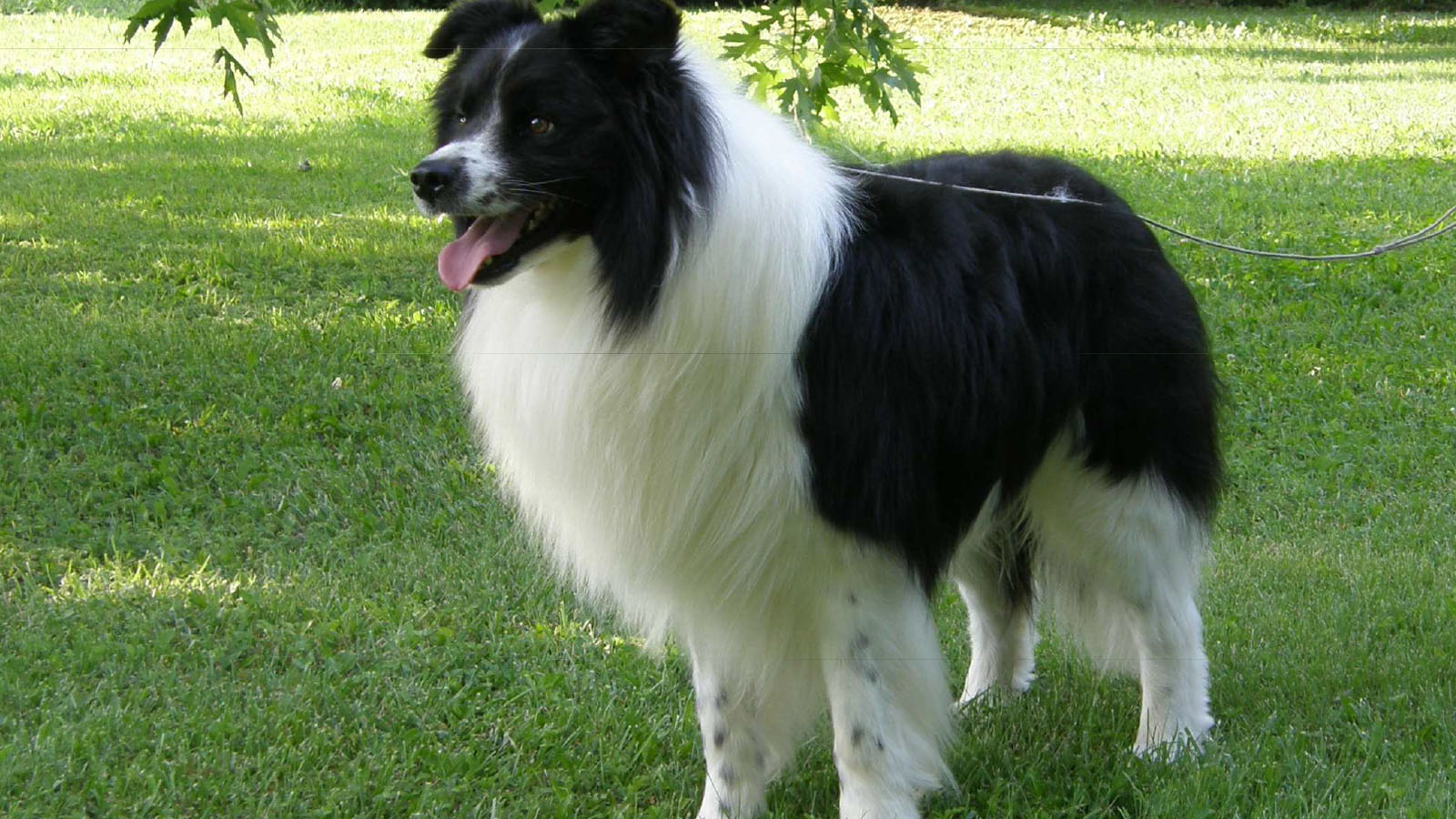 Border Collie Di Santa Barbara