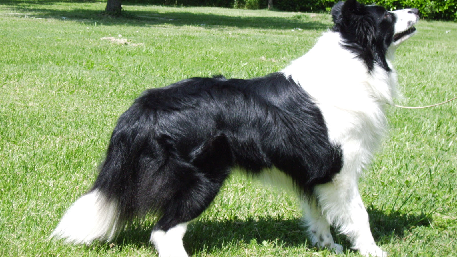 Border Collie Miss Molly Di Santa Barbara
