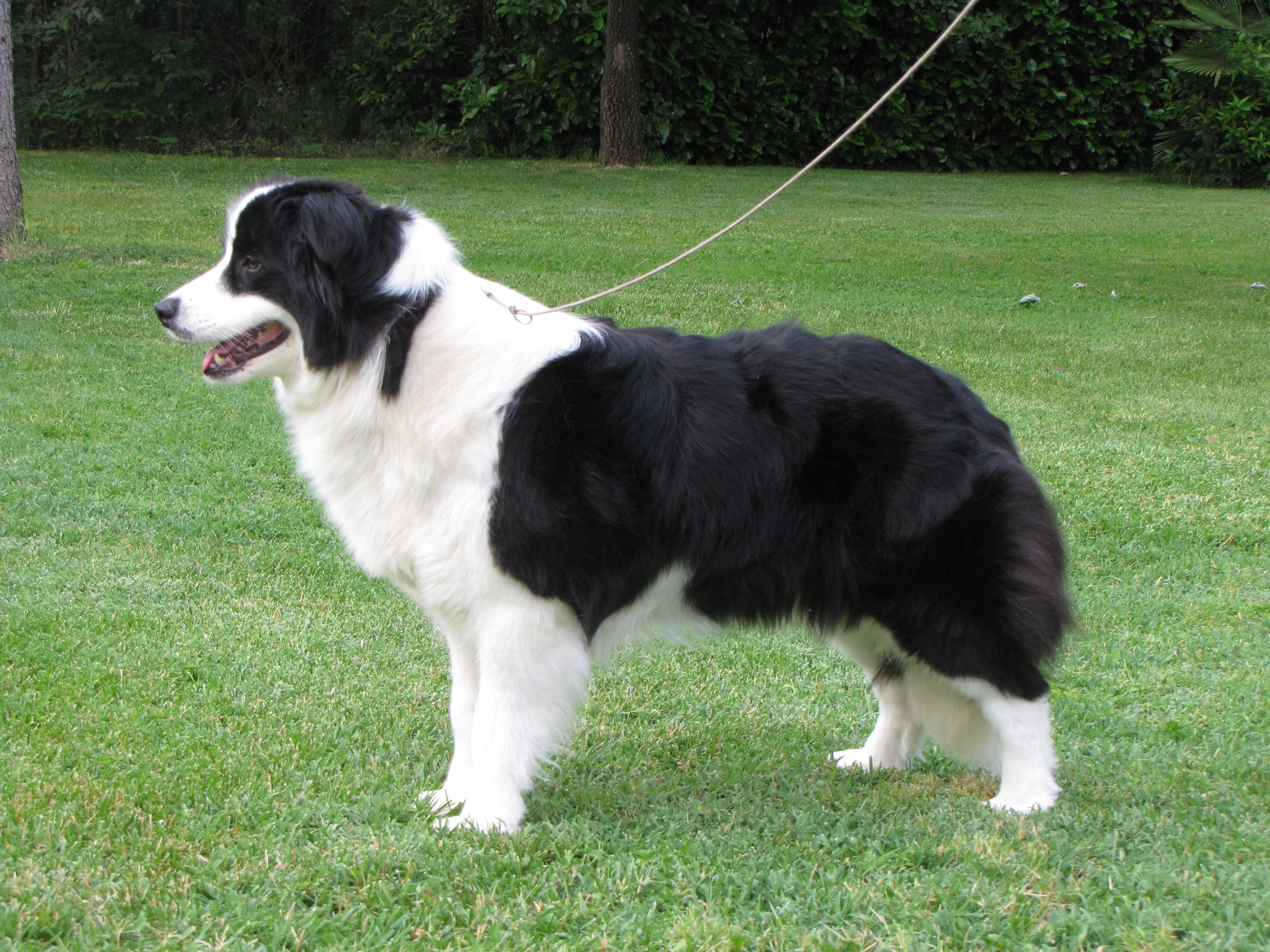 Border Collie Lady gaga di Santa Barbara 03