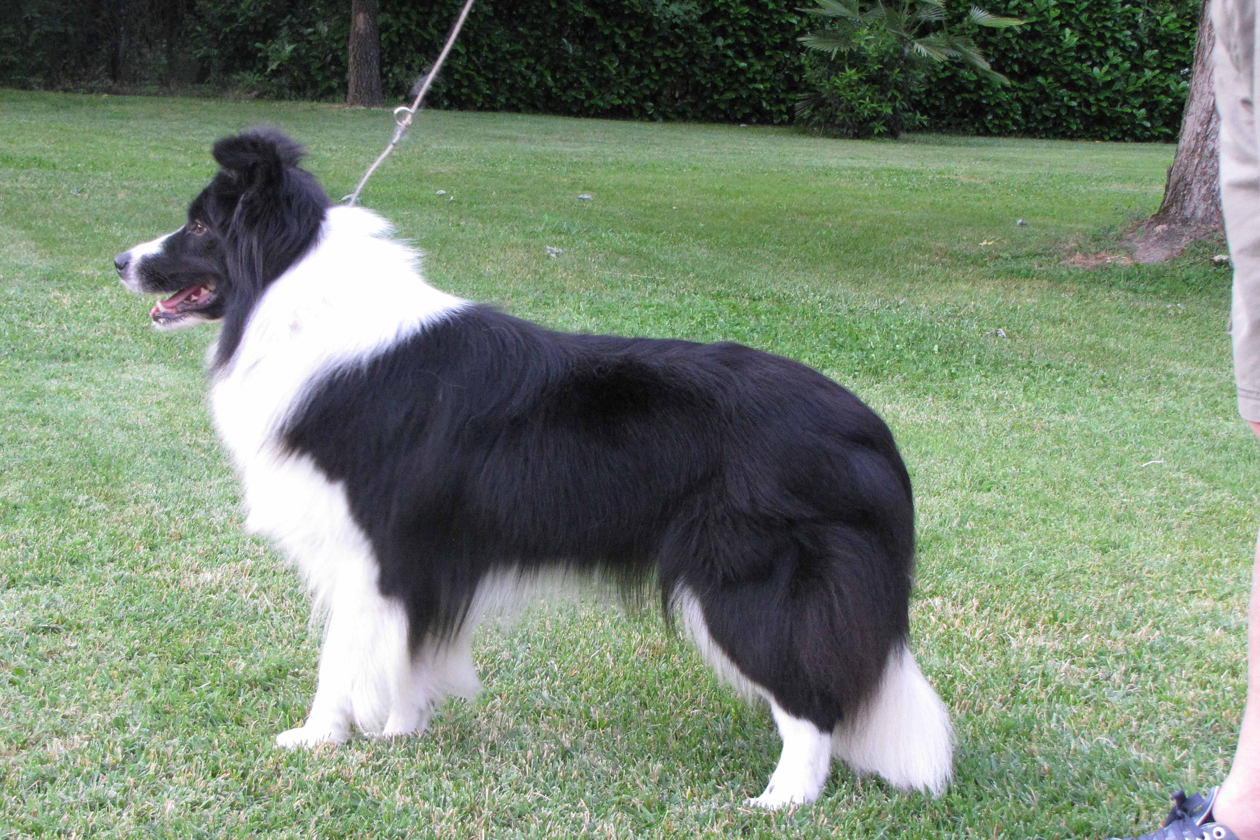 Border Collie Little Bagaia Di santa Barbara