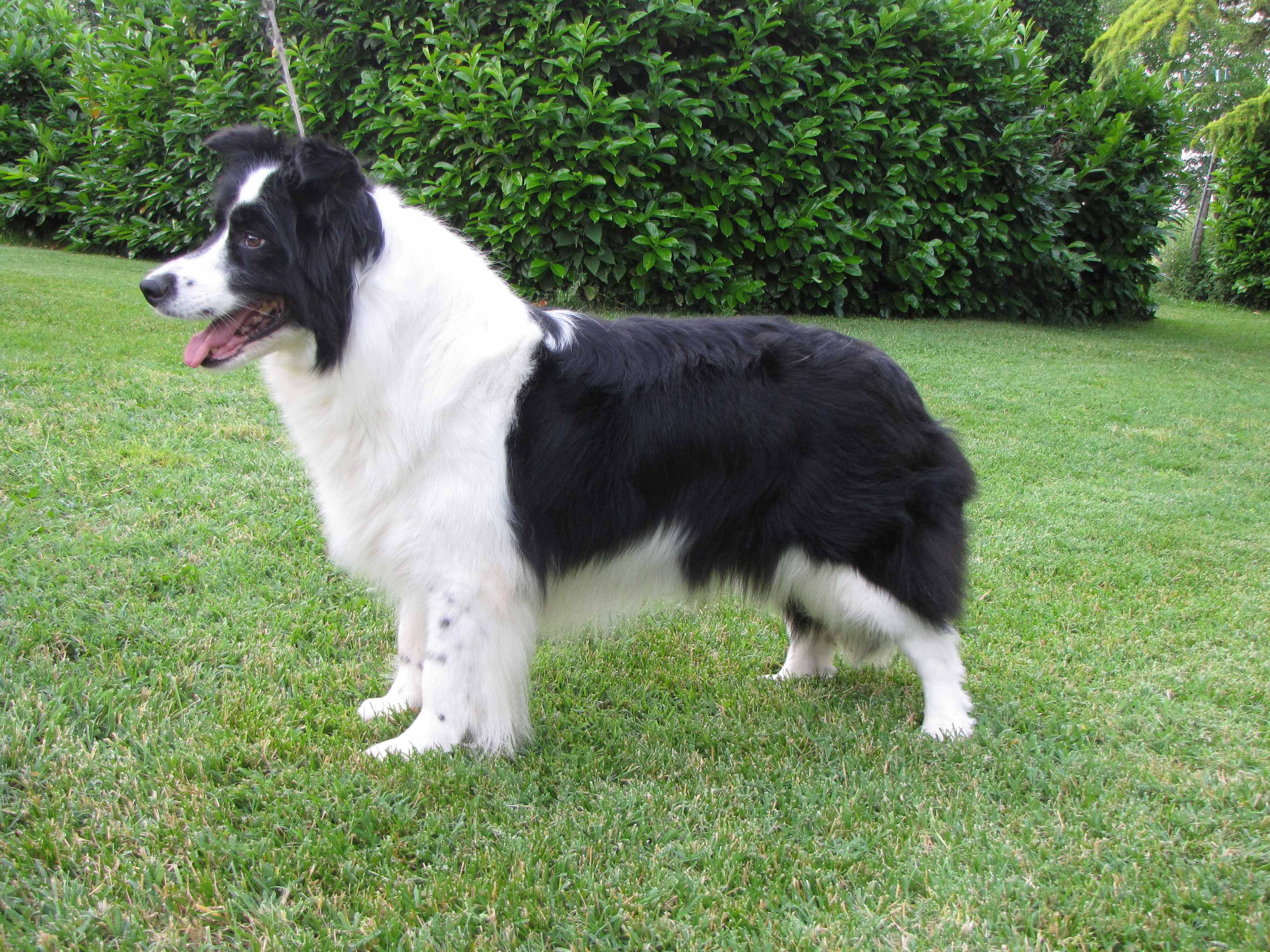 Border Collie Latoya Di Santa Barbara