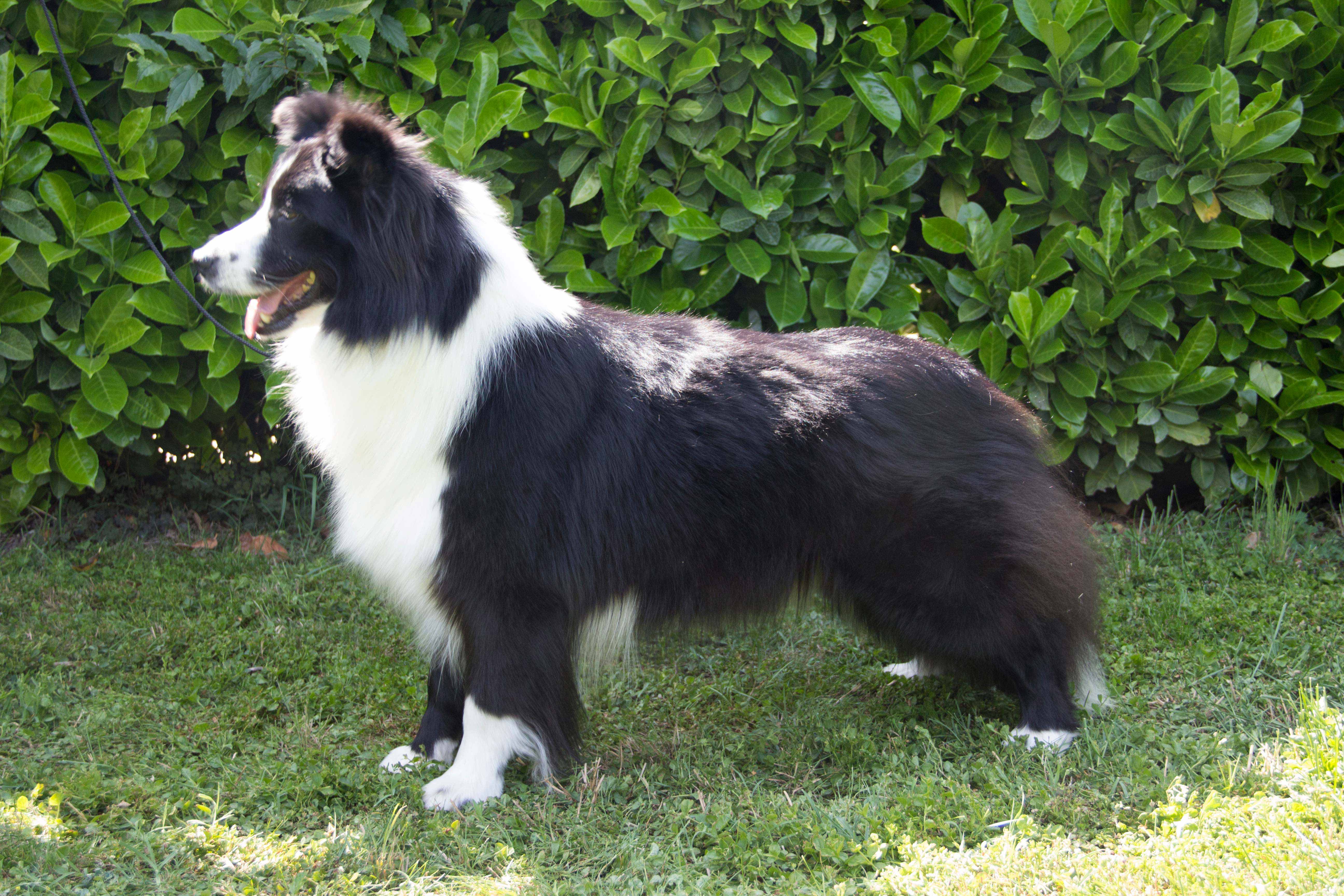 Border Collie Pippa Lee Di Santa Barbara